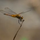 Libelle im Khao Phanom Bencha National Park / Krabi / Thailand