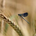 Libelle im Kornfeld