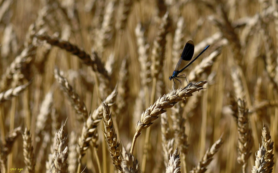 Libelle im Kornfeld