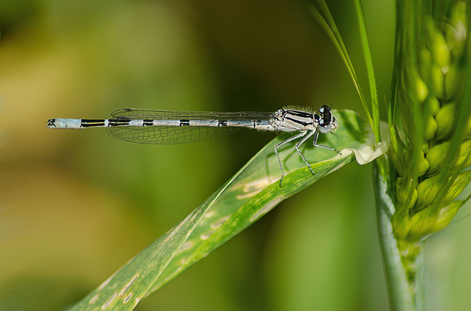 Libelle im Kornfeld