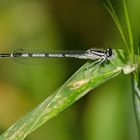 Libelle im Kornfeld