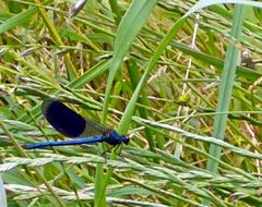 Libelle im Kornfeld