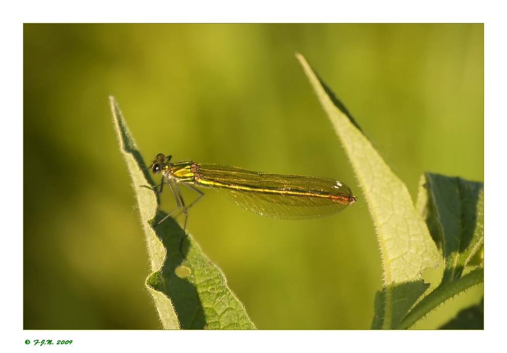 *Libelle im letzten Licht*