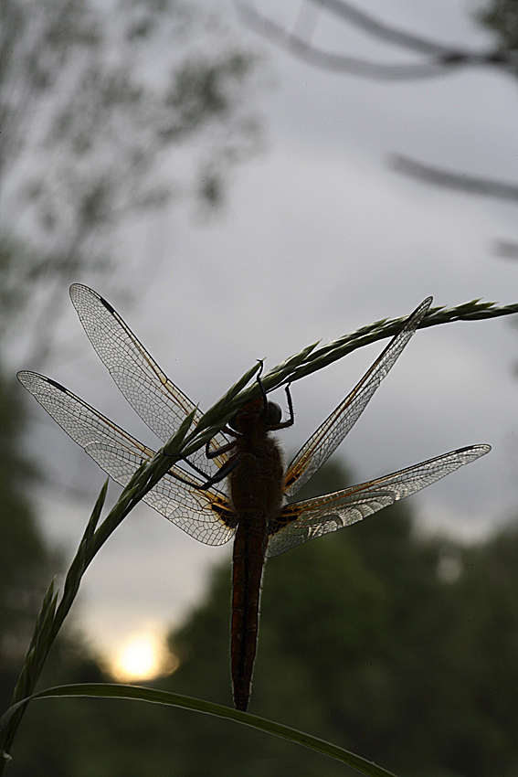 Libelle im letzten Tageslicht