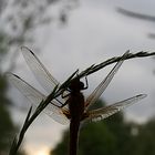 Libelle im letzten Tageslicht