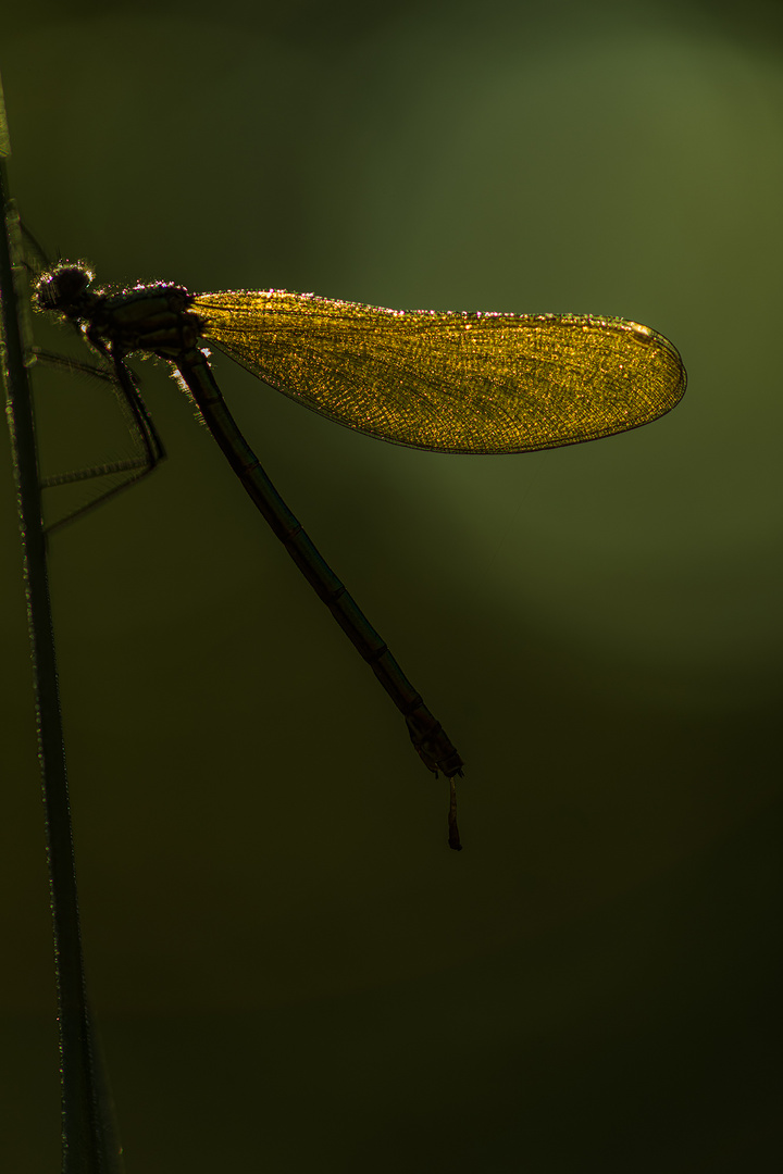 Libelle im Licht