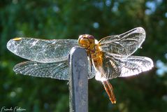 Libelle im Licht (2)