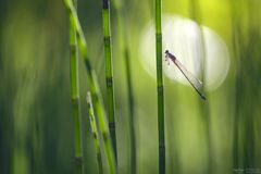 Libelle im Licht