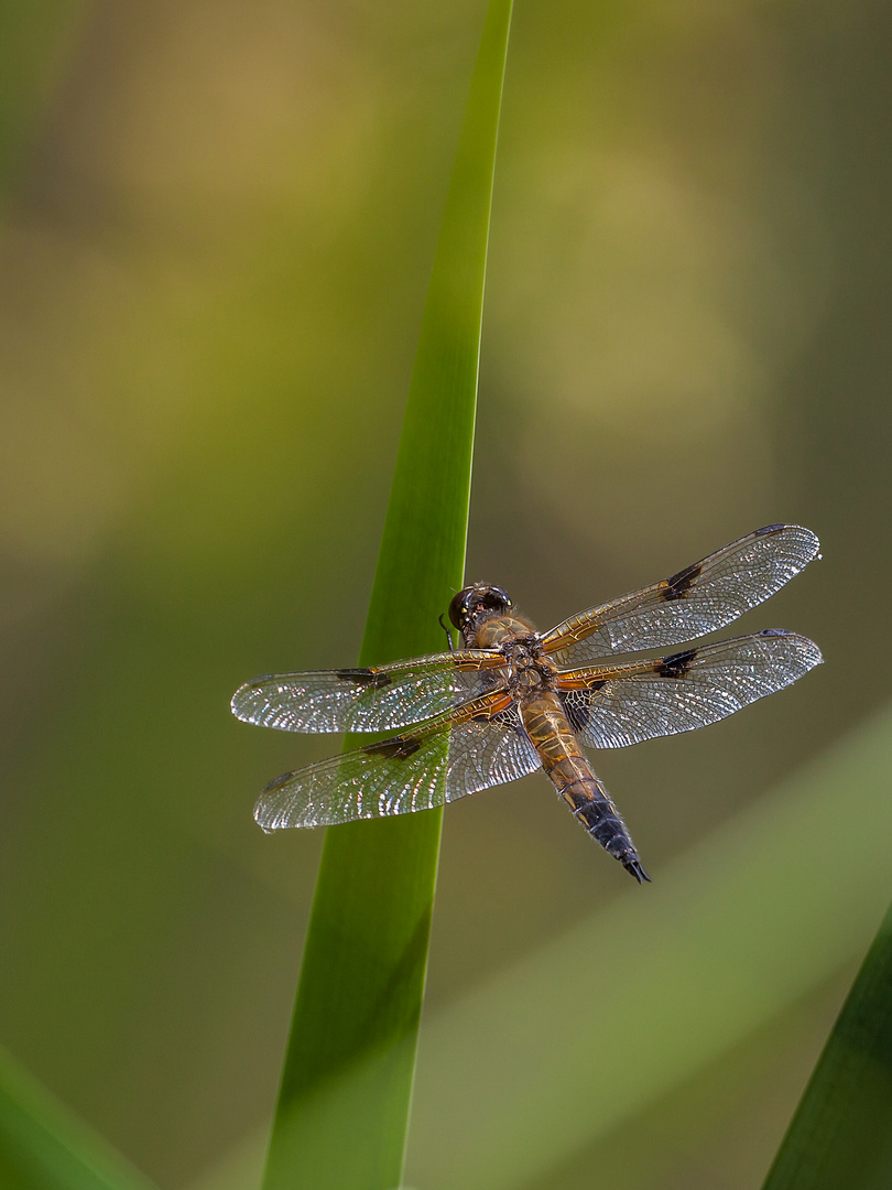 Libelle im Licht