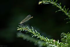 Libelle im Licht