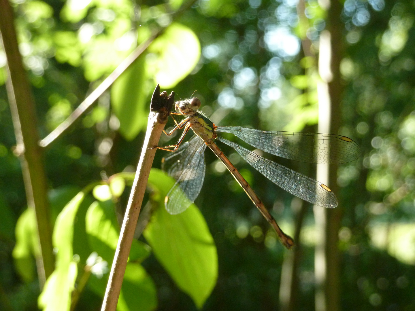 Libelle im Licht