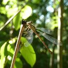 Libelle im Licht