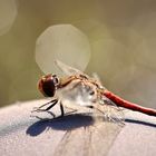 Libelle im Lichtermeer (2)