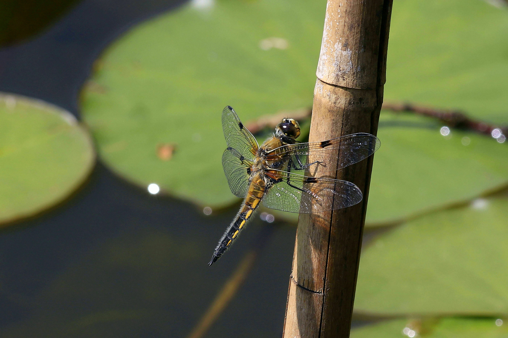 Libelle im Mainzer BoGarten Foto & Bild libelle am wasser, natur