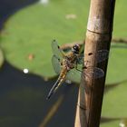 Libelle im Mainzer Bo-Garten