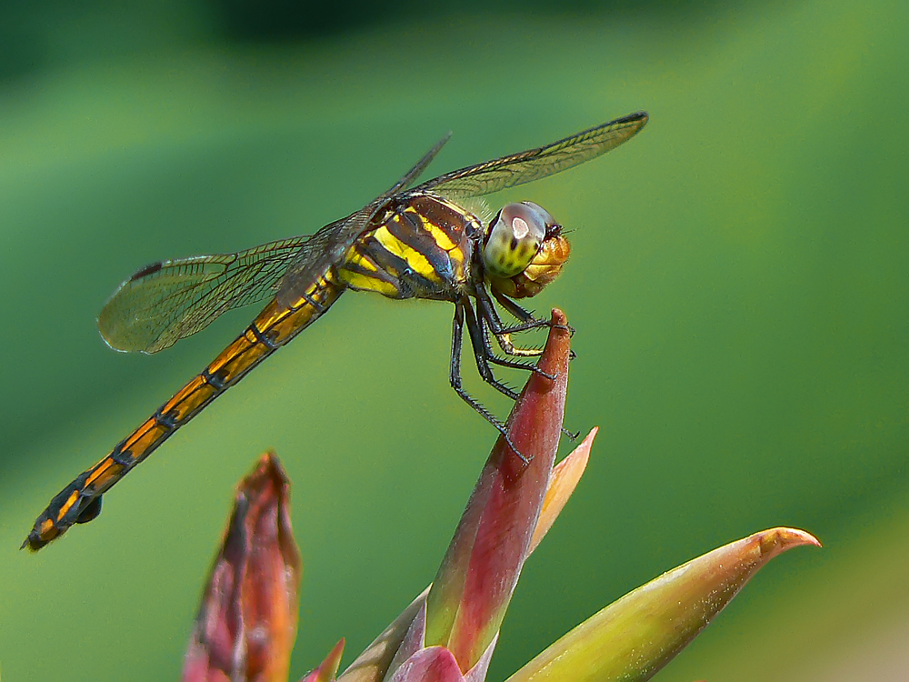 Libelle im Mekong-Delta