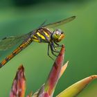 Libelle im Mekong-Delta