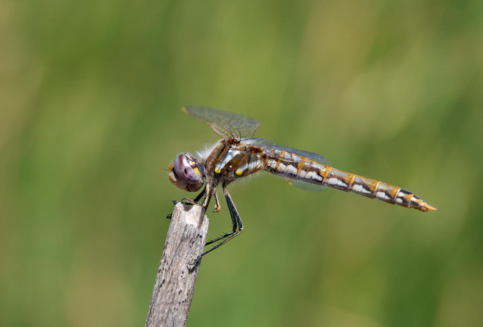 Libelle im Merced Wildlife Refuge