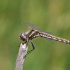 Libelle im Merced Wildlife Refuge