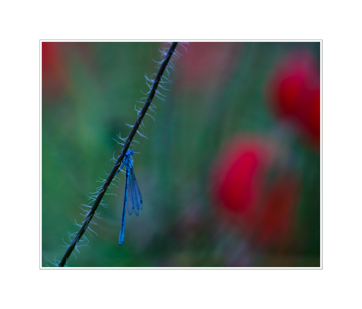 Libelle im Mohnfeld