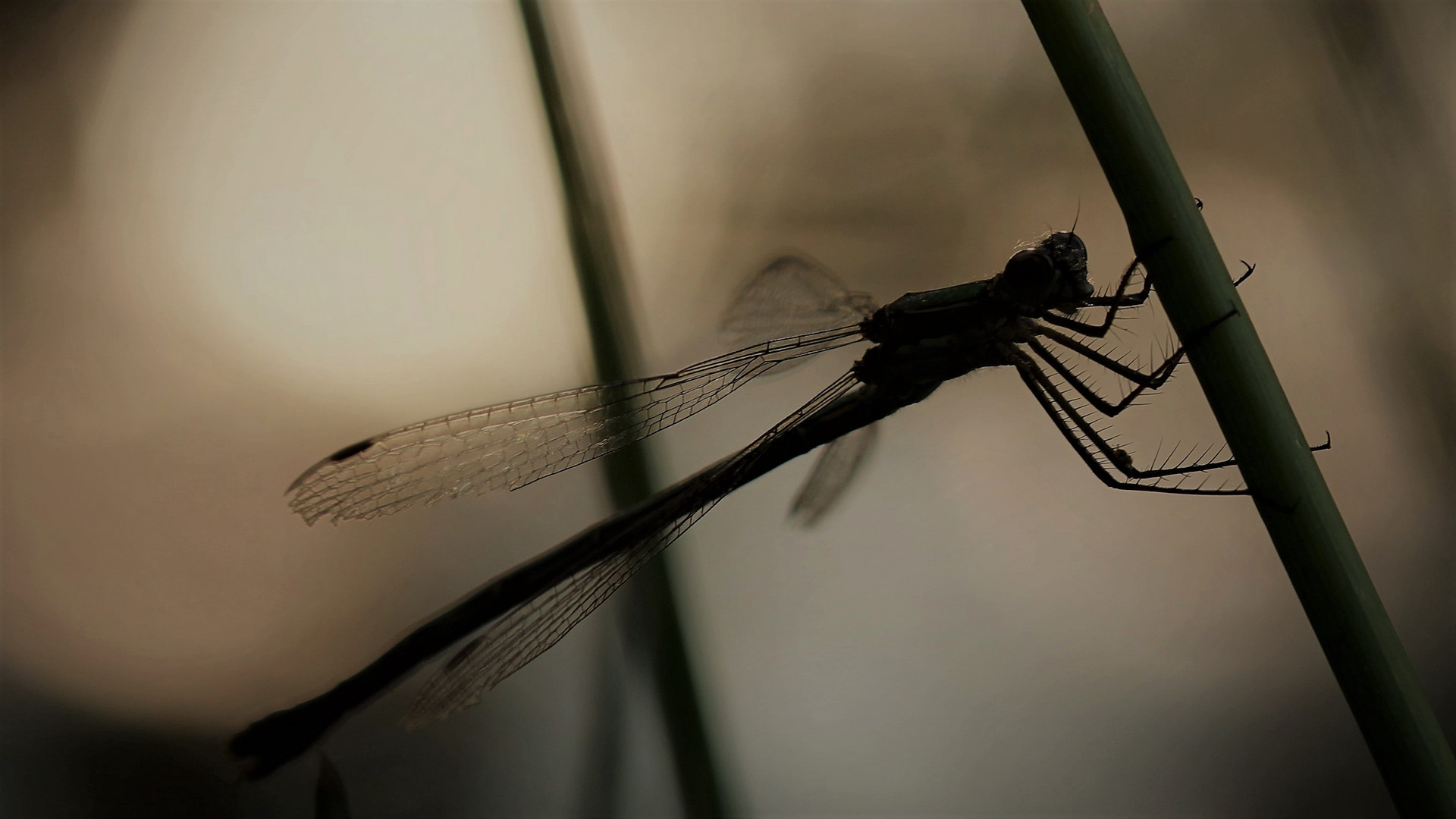 Libelle im Mondenlicht I.