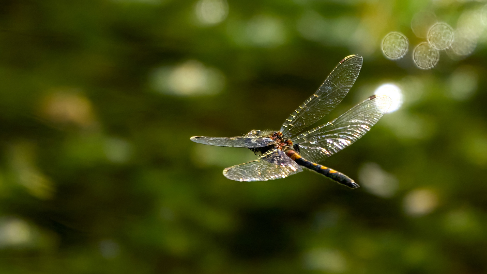 Libelle im Moor 1