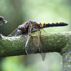 Libelle im Moor - 16.05.2010