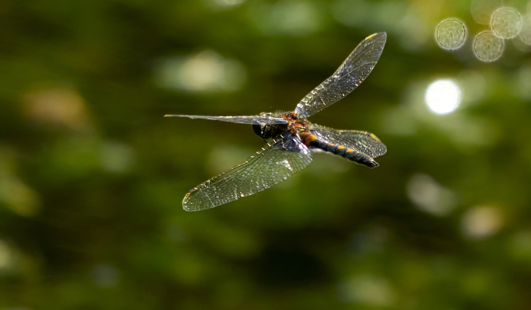 Libelle im Moor 2