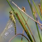 Libelle im Moor