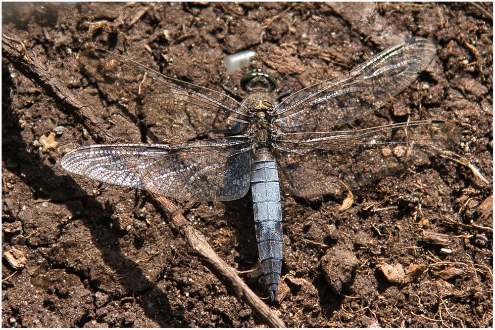 Libelle im Moor