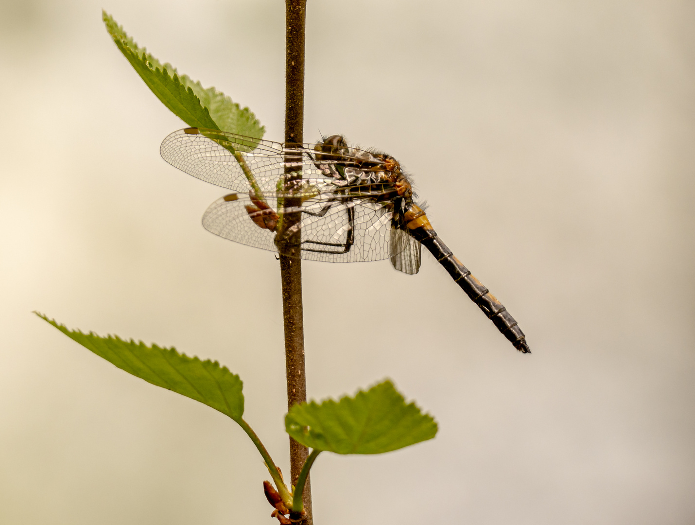 Libelle im Moor