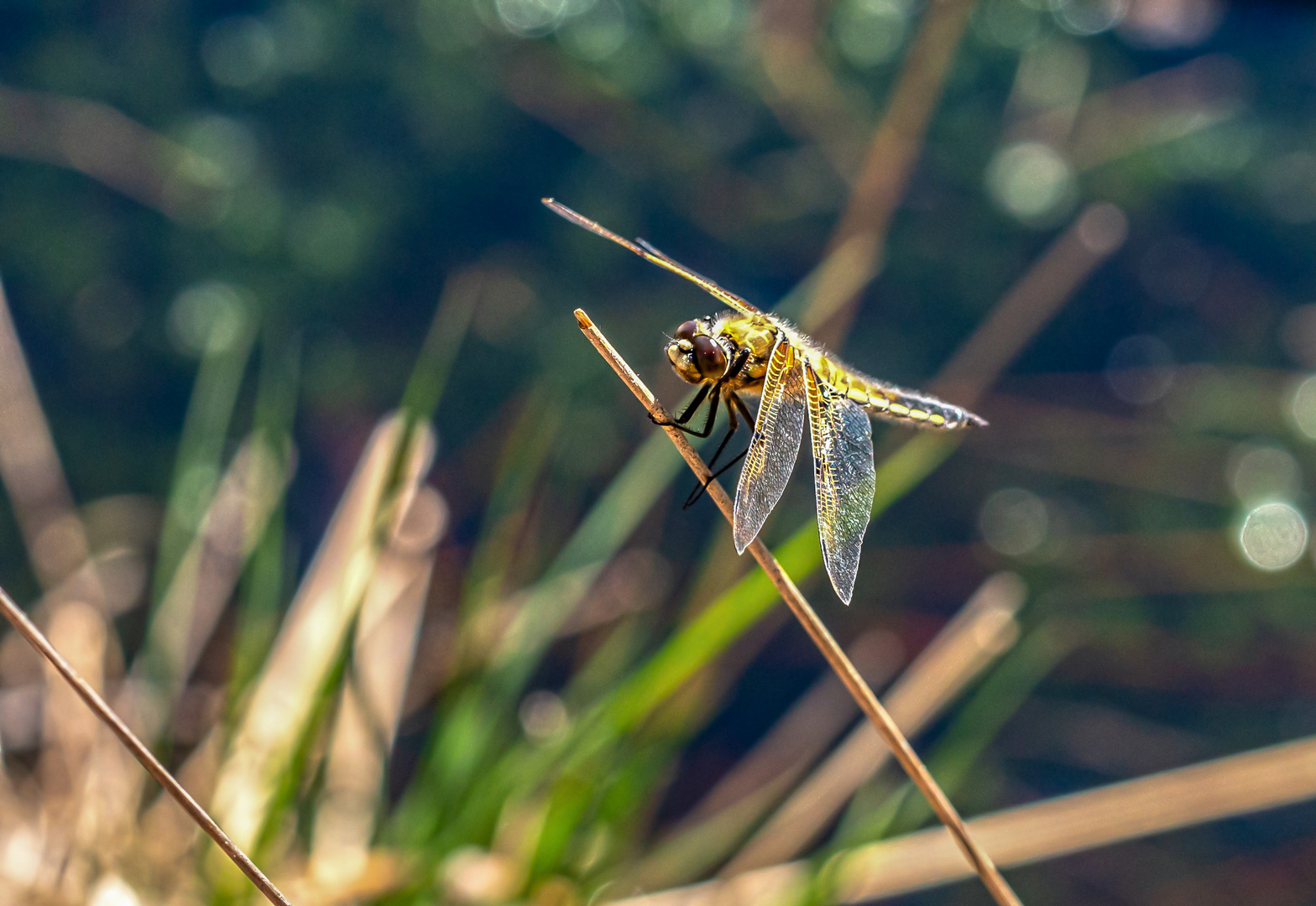 Libelle im Moor