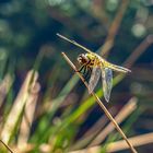 Libelle im Moor