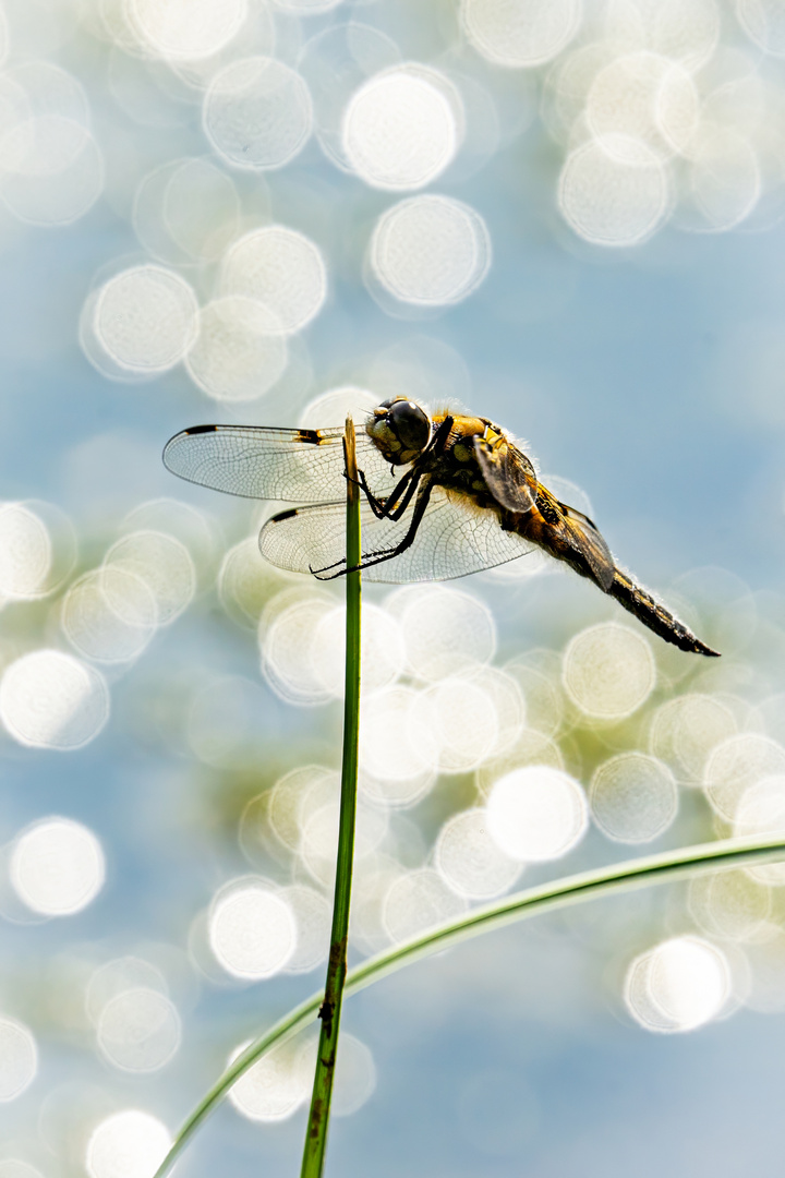 Libelle im Moor