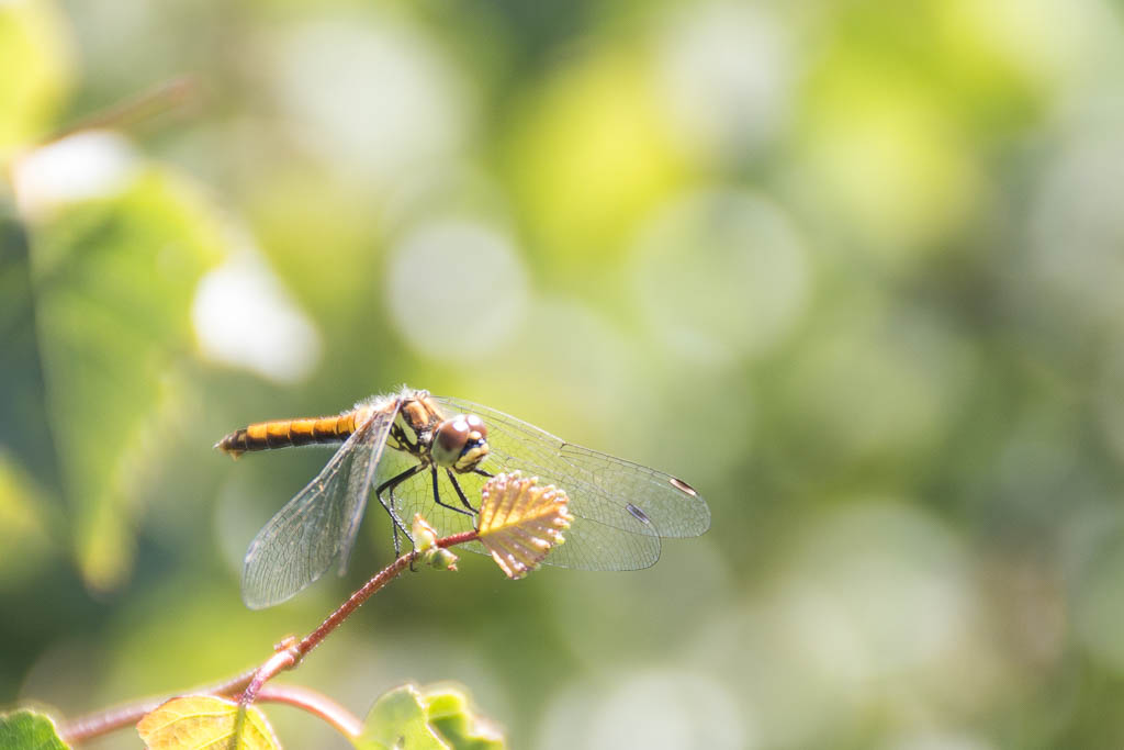 Libelle im Moor