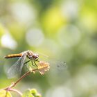 Libelle im Moor