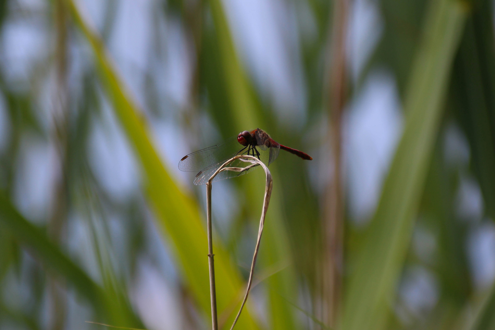 Libelle im Moor