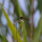 Libelle im Moor