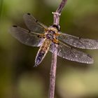 Libelle im Moor