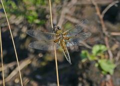 Libelle im Moor