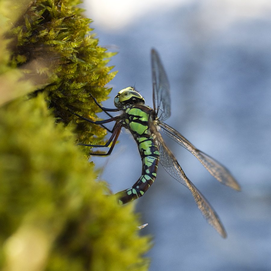 Libelle im Moos