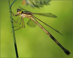 Libelle im Morgenlicht