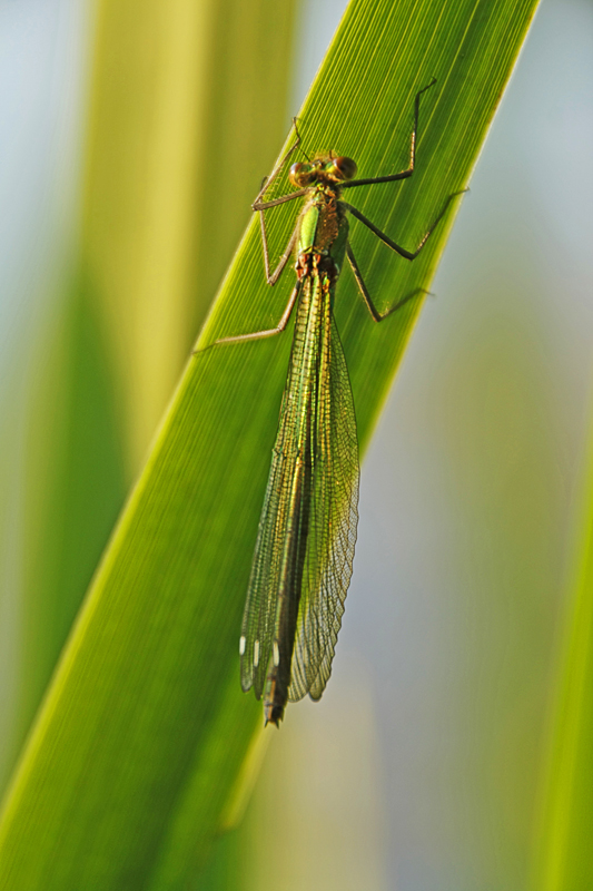 Libelle im Morgenlicht