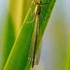 Libelle im Morgenlicht