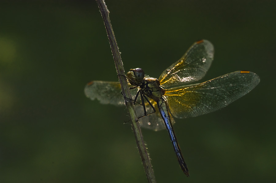 libelle im morgenlicht