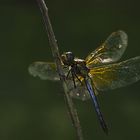 libelle im morgenlicht