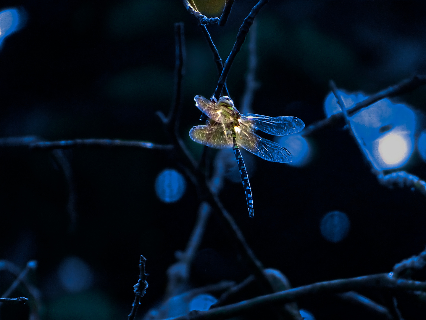 Libelle im Morgenlicht