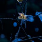 Libelle im Morgenlicht