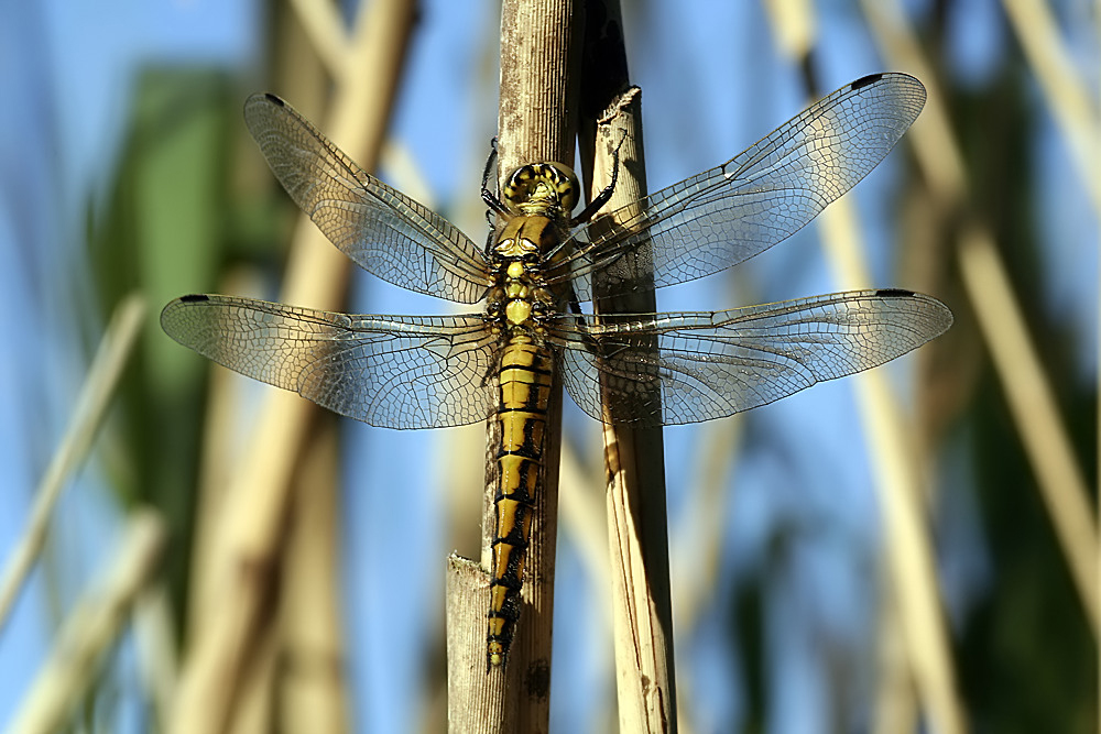 Libelle im Morgenlicht