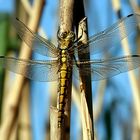 Libelle im Morgenlicht